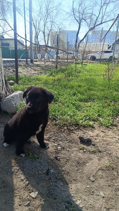 Отдам щенка в добрые руки