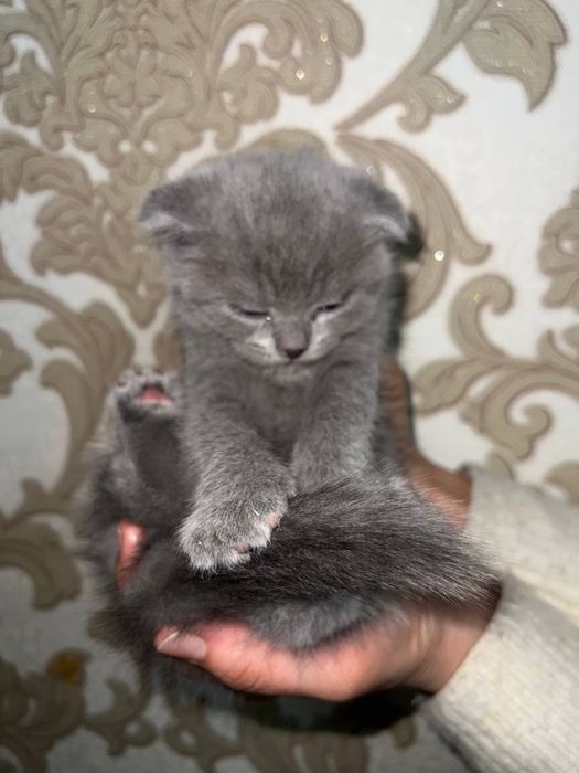 Британские котята