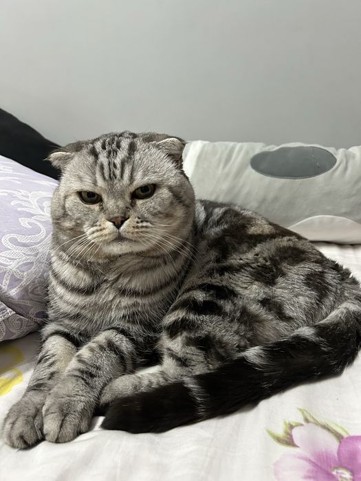 Вязка кот ищем девочку