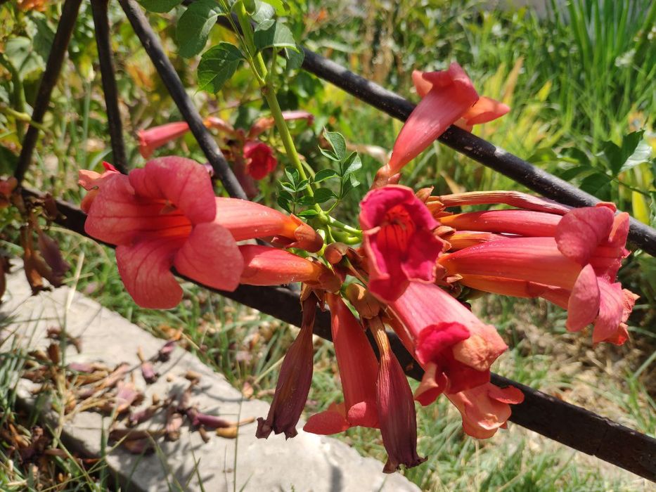 Саженцы кампсиса укореняющегося