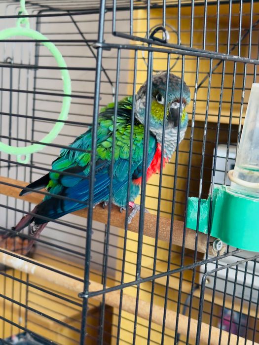 Папагал Пирура Молина