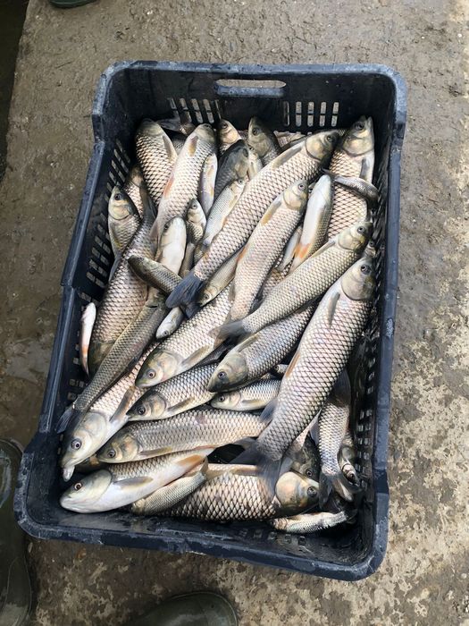 Vând puiet de Crap, Ten și Fitofag