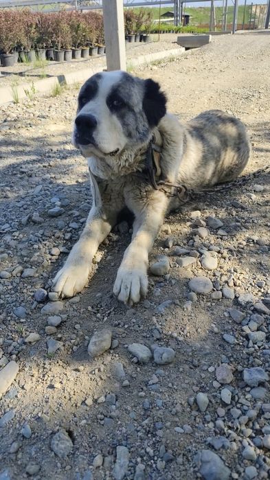 Алабай в добрые руки