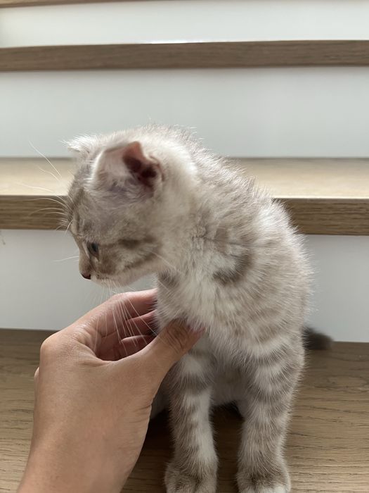 Шотландский вислоухий кот