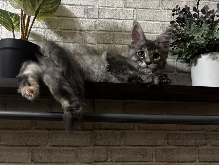 Котята породы Мейн-кун