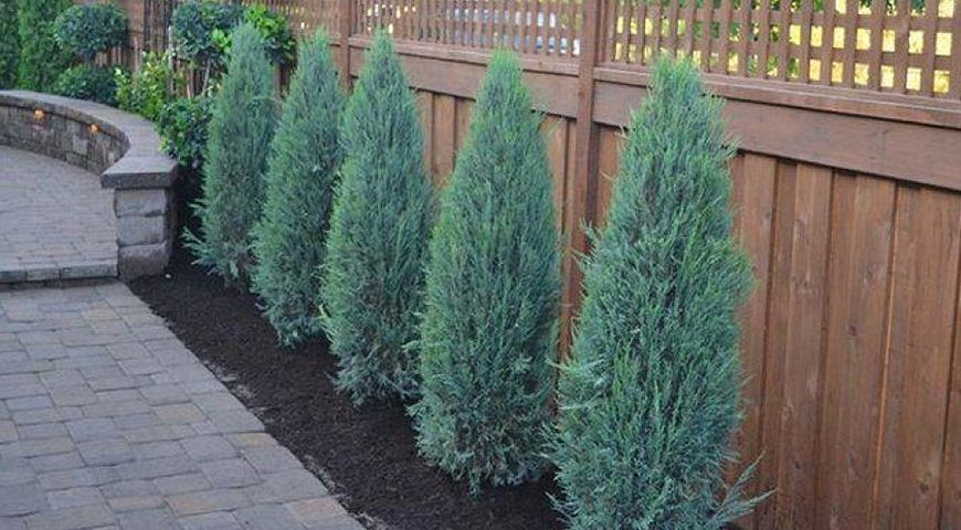 Озеленение участков | Посадка деревьев | Газон | Благоустройство