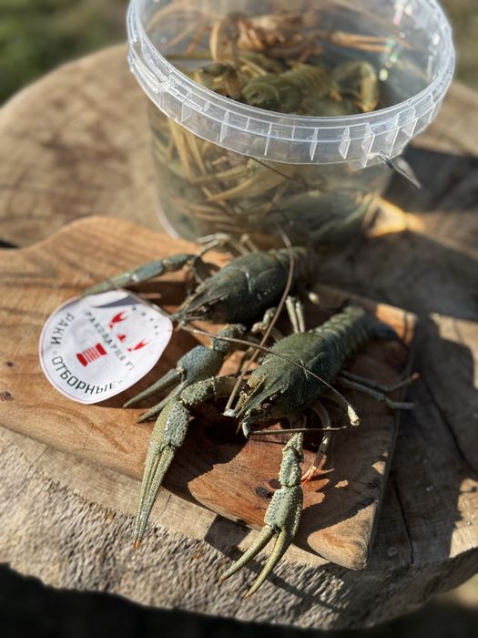 Купим живого рака