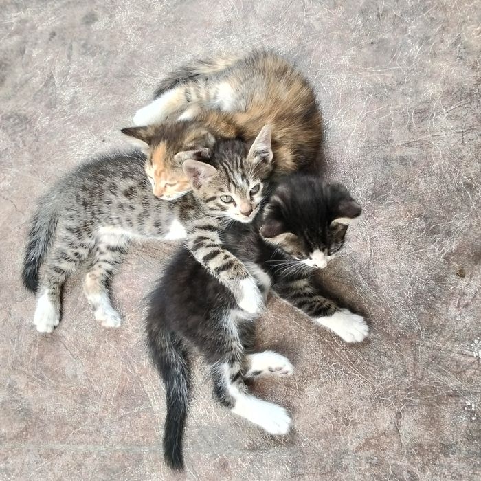 Отдам котят в хорошие руки