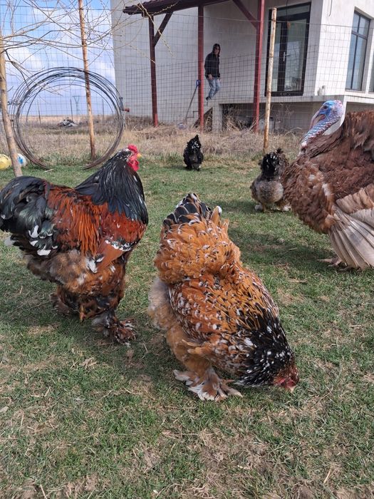 Oua incubat brahma portelan