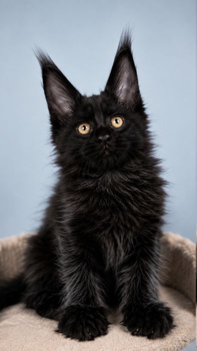 Подидакт- котик , Black solid 2,5 месяца