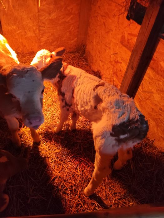 Vitei 2-3 săptămâni