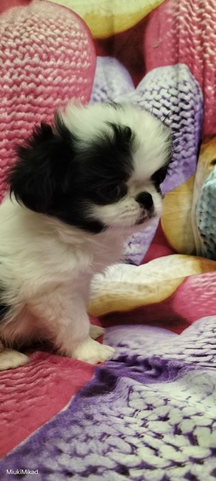 Девочка японского хина.