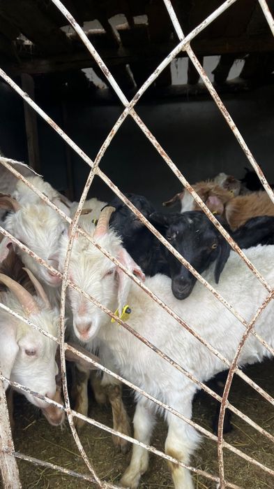 Шібіш Ешкілер сатылады