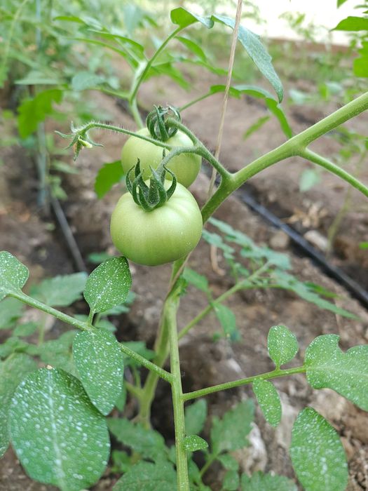 Teren intravilan 15 euro/mp Cuza Vodă, Calarasi