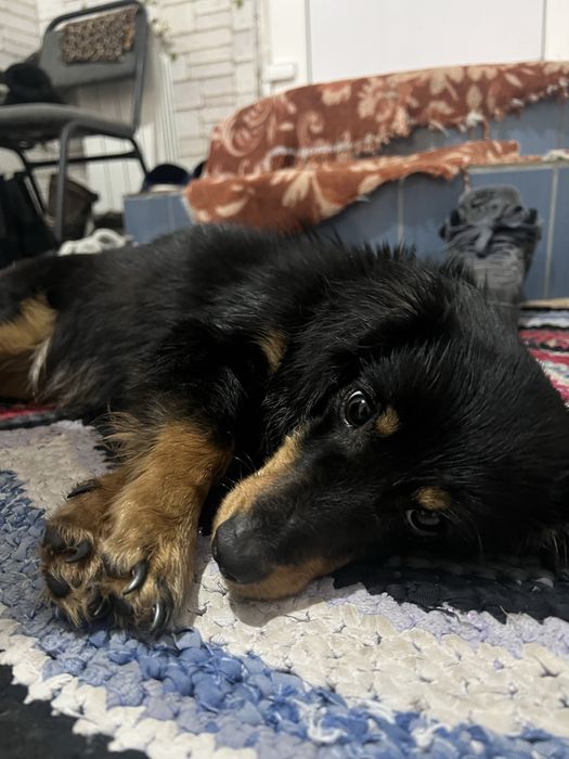 Собака в добрые руки (девочка)