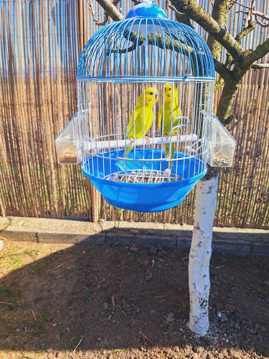 Vand Perusi. Canar .