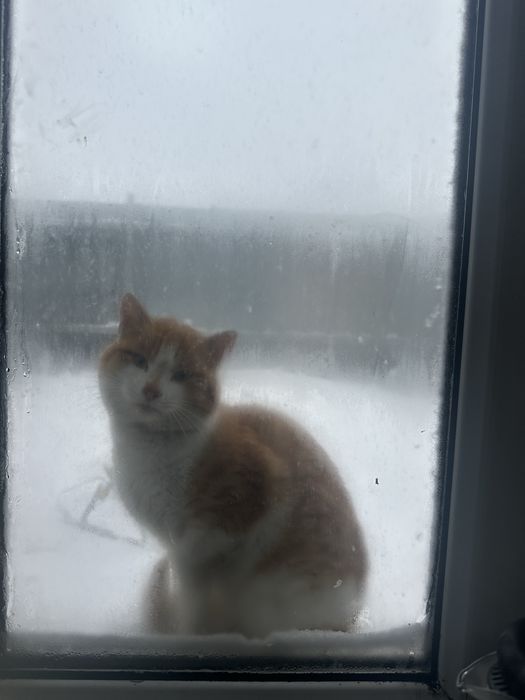 Кто то выкинул кота