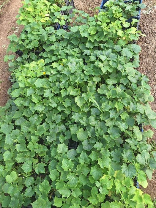 Vând răsad pentru plantat