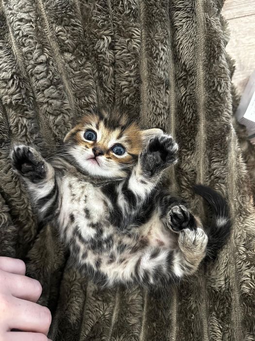 Шотландские котята