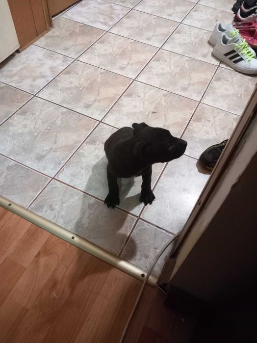 URGENT Cățeluși spre adoptie