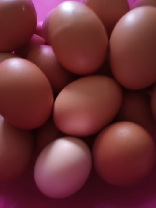 Vând ouă de găină de țară