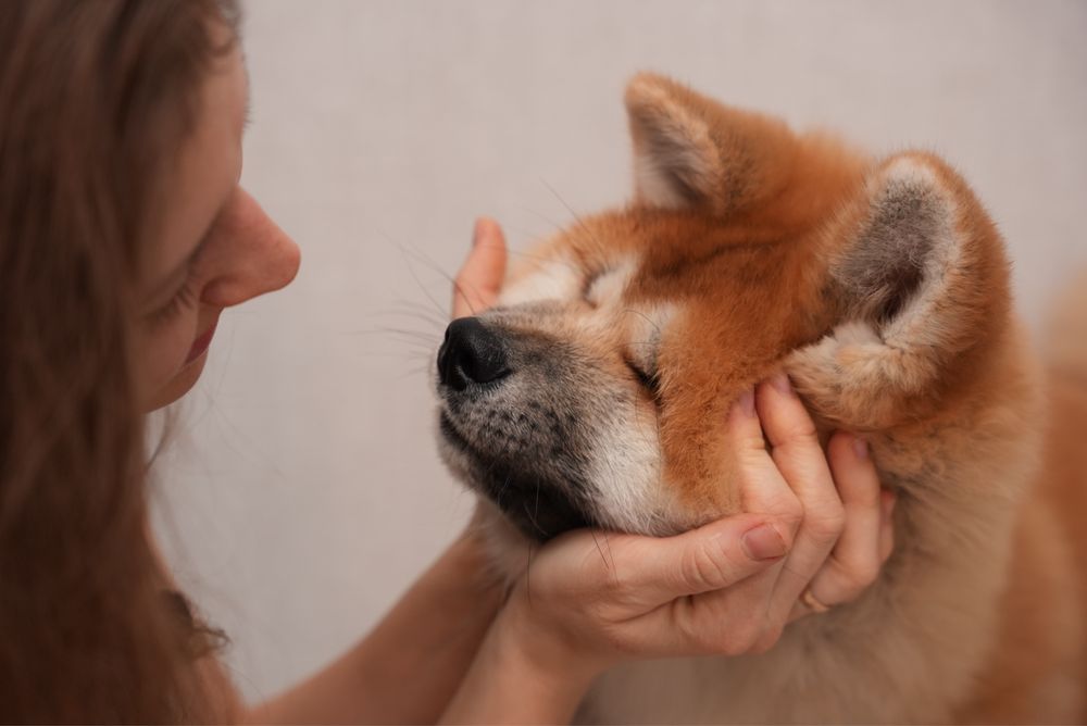 Щенки Акита Ину (Хатико)