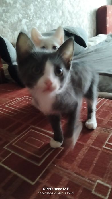 Котята в добрые руки!