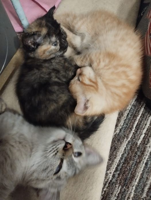 Отдам двух чудесных котят