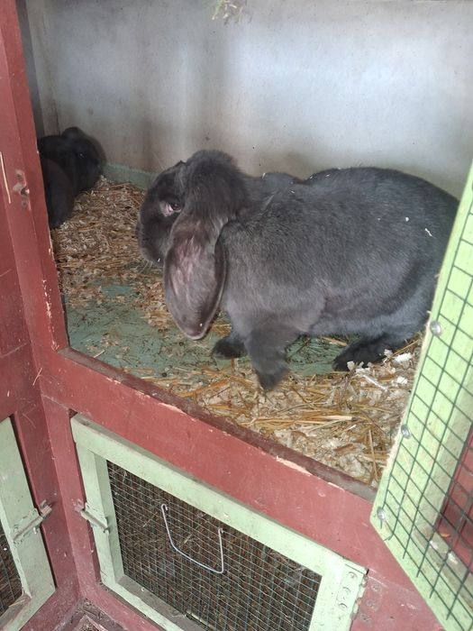 Vând femele cu pui berbec german Albastru