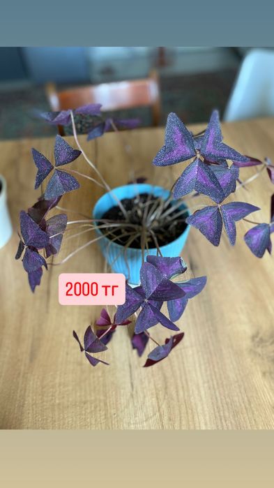 Доставка бесплатно