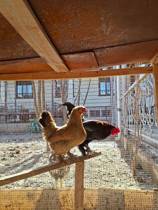 Карликовая петух и курица