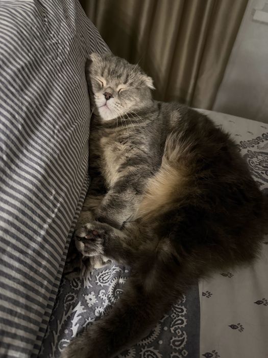 Отдам кота в хорошие руки