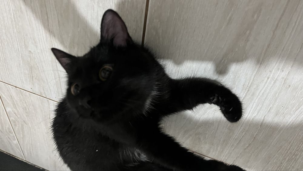 В добрые руки котёнка