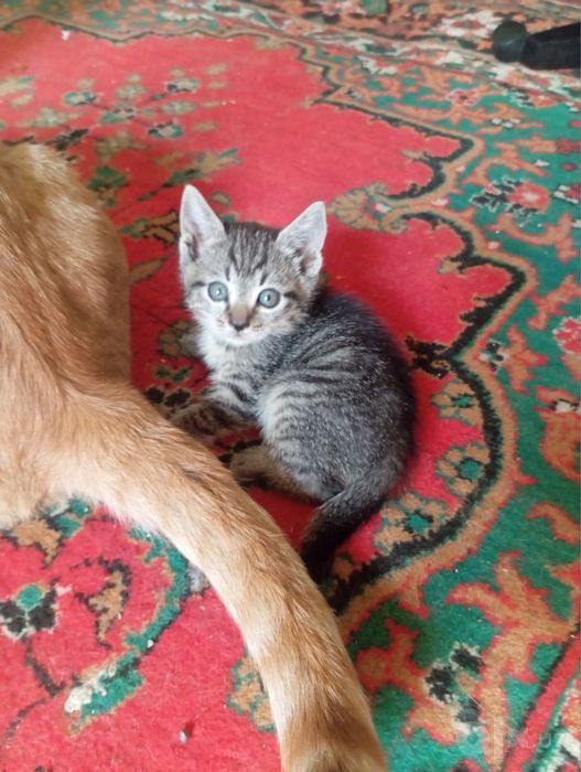 Котёнок отдам даром