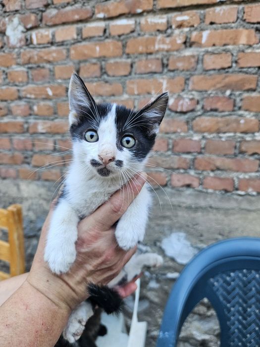 Подарявам котета