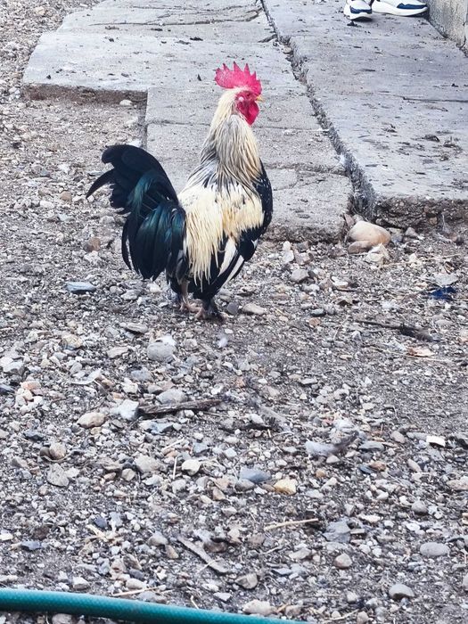 Cocosi de vânzare