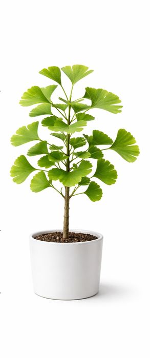 Гинко билоба (Ginkgo biloba)