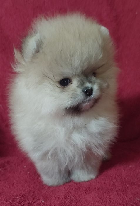 Шикарный мини мальчик