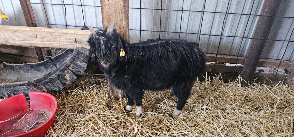 14мыңнан лақтар бар өсіп қалған