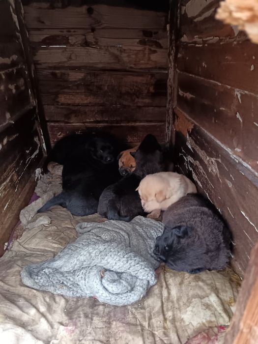 Дарю щенят!       .