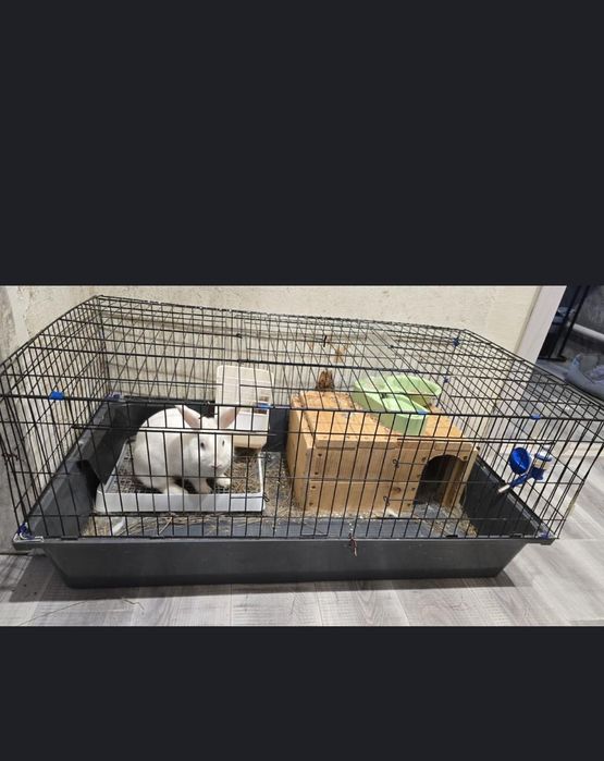 Продам кролика вместе с клеткой