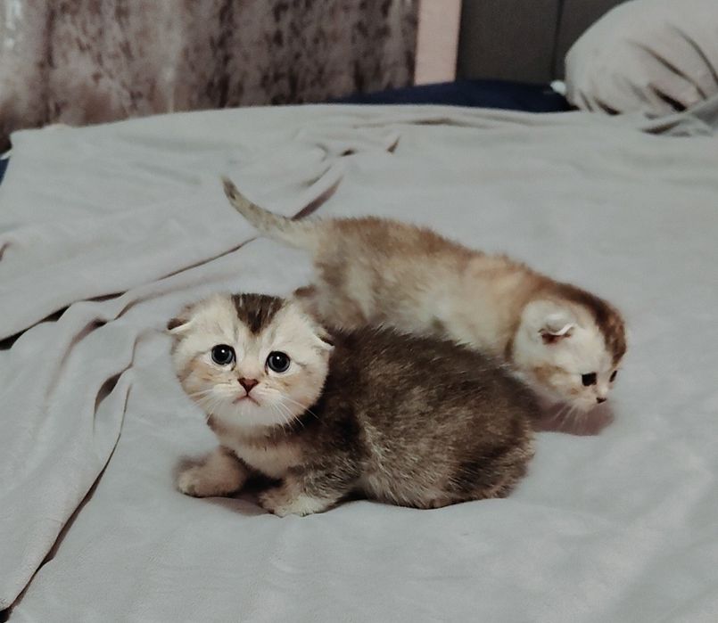 Котята Скоттиш Фолд , Британцы -шиншиллы , белые , серебро , золото