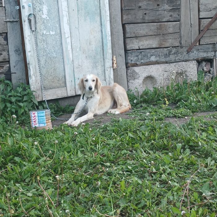 Охотничья собака