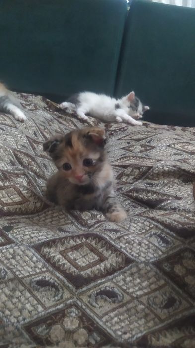 Продам котят  веслоухие