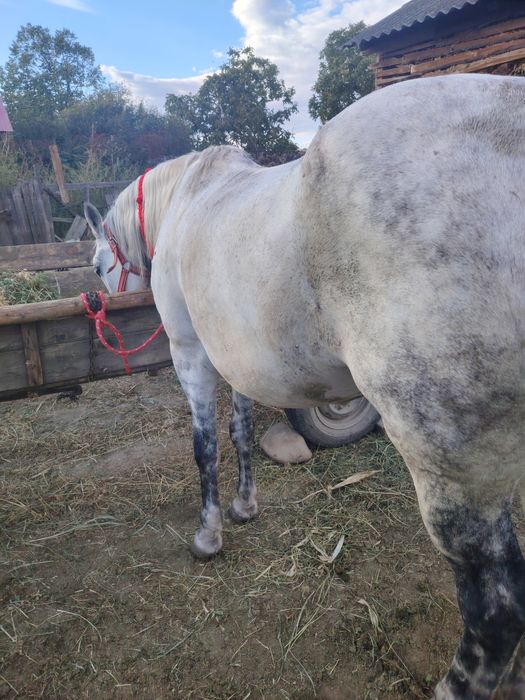 Vând iapă bună pentru muncile agricole