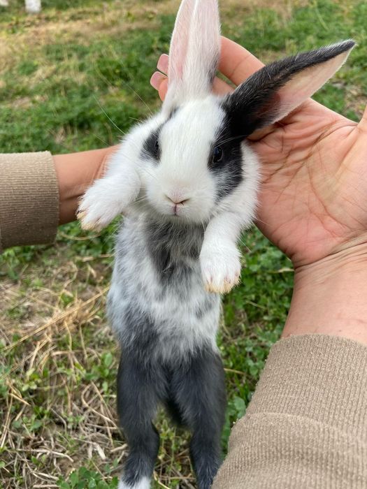 Домашний куёв болалари
