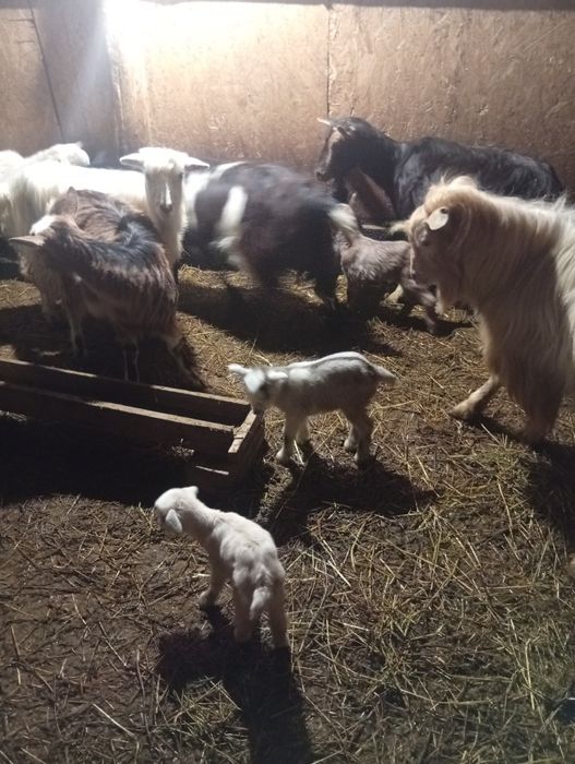 Schimb capre fătate pe oi