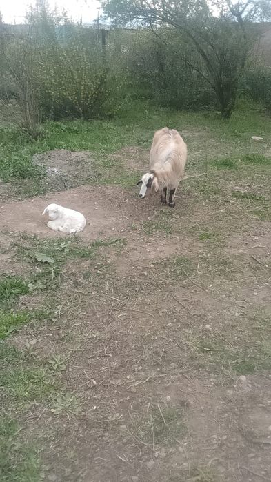 Коза первокотка. Козлёнок девочка. Родилась первого апреля.