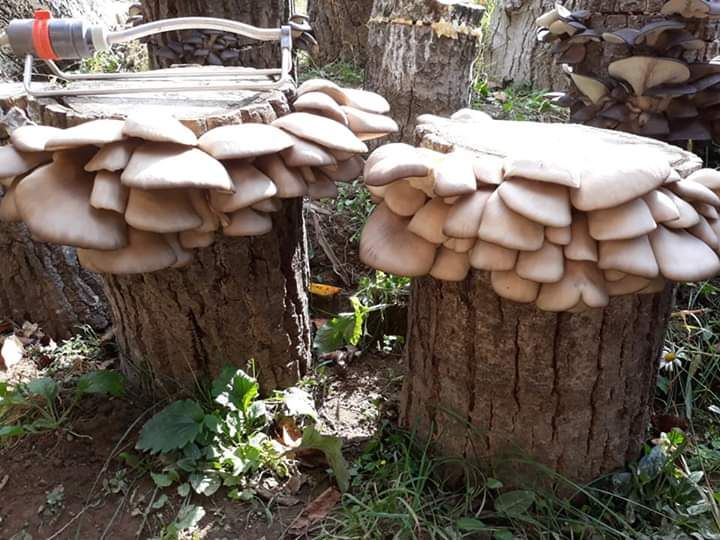 Miceliu pentru ciupercile Pleurotus.
