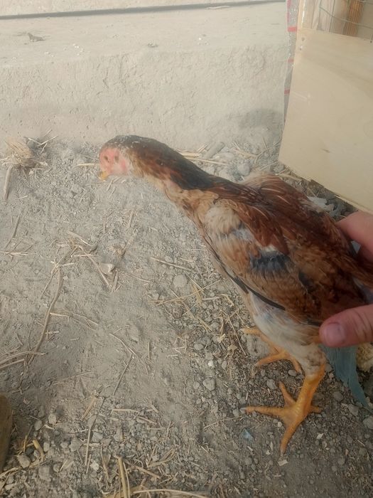 Makiyon joʻjalar sotuvda qiziqqanlar uchun soni 4ta